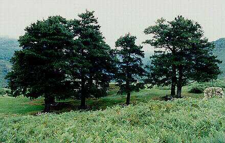 Le bois de pins du grand Miracle